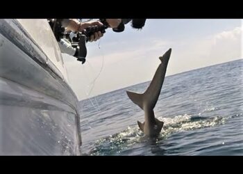 Huge ANGRY SHARK tries to TAIL WHIP me! Shark Week Video