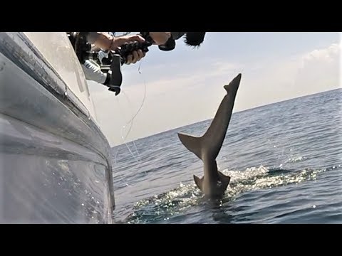 Huge ANGRY SHARK tries to TAIL WHIP me! Shark Week Video