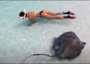 Swimming with SHARKS & Stingrays in the BAHAMAS