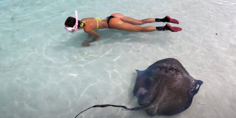 Swimming with SHARKS & Stingrays in the BAHAMAS
