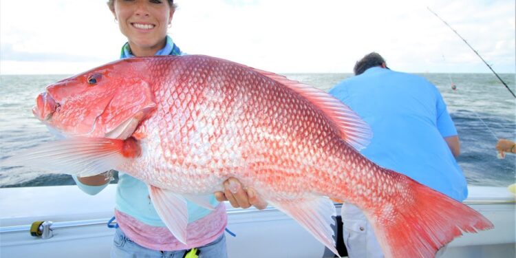 BIG Red Snapper at the Fillet Table in Louisiana
