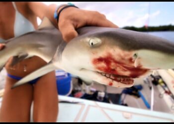 Barracudas and Bloody Sharks