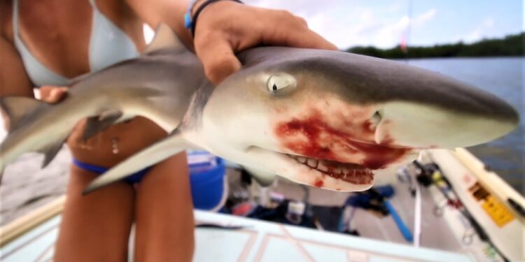 Barracudas and Bloody Sharks