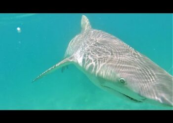 Big Shark in Skinny Water