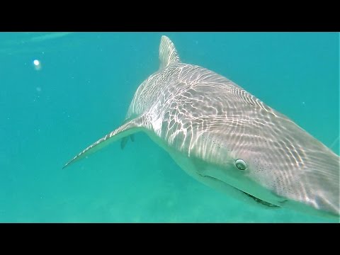 Big Shark in Skinny Water