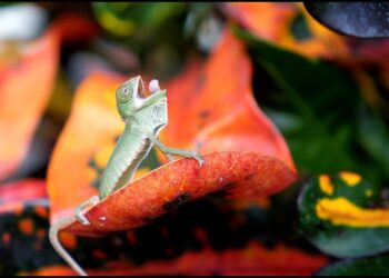 Chameleon first meal almost killed him! 🦎