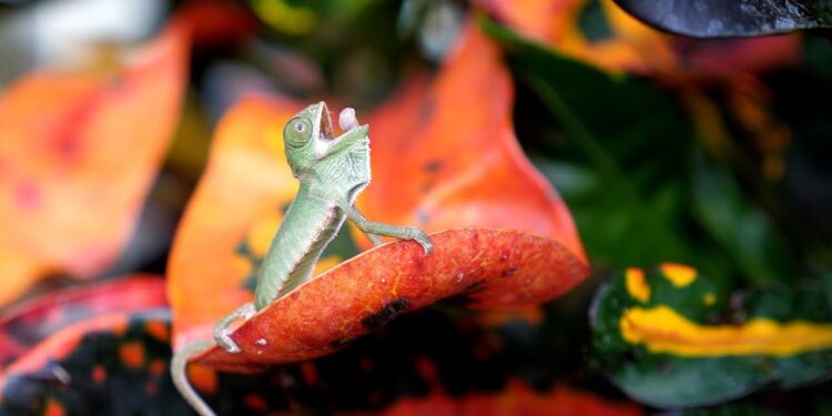 Chameleon first meal almost killed him! 🦎