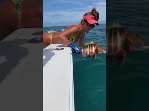SNAPPER release