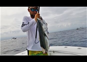 Shark BITES fish, fish BITES Fisherman!
