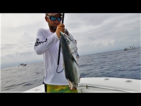 Shark BITES fish, fish BITES Fisherman!