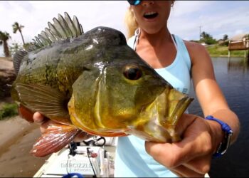 Bed Fishing Canals for Florida Peacock Bass ft. tips & tricks