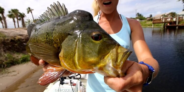 Bed Fishing Canals for Florida Peacock Bass ft. tips & tricks