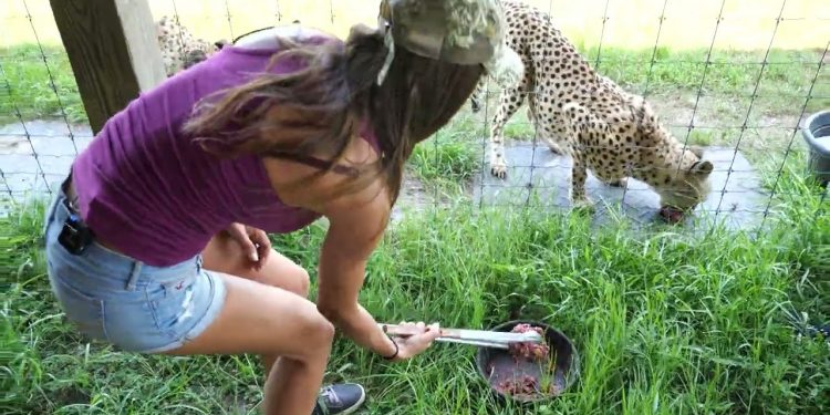 Feeding CHEETAHS !!
