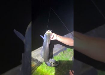 Girl Captures Invasive Asian Fish in the Dark!