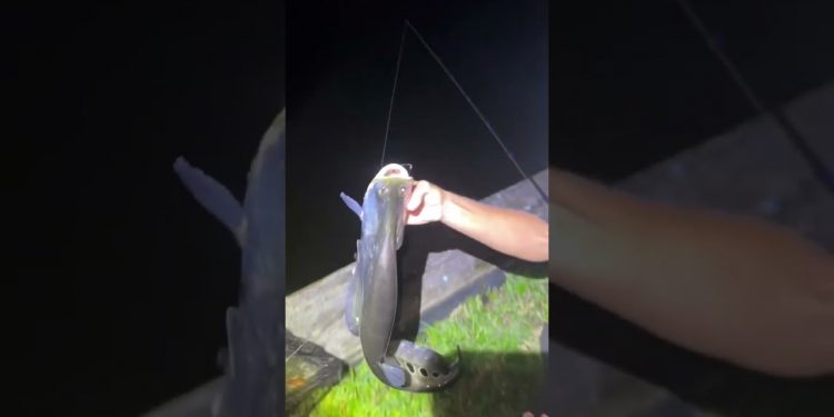 Girl Captures Invasive Asian Fish in the Dark!