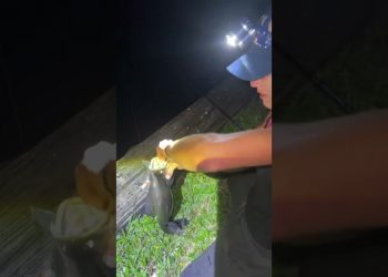 Invasive ClownKnife in the Dark!