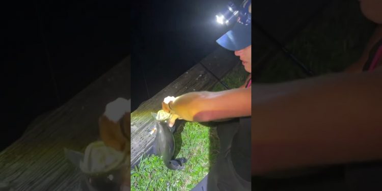Invasive ClownKnife in the Dark!