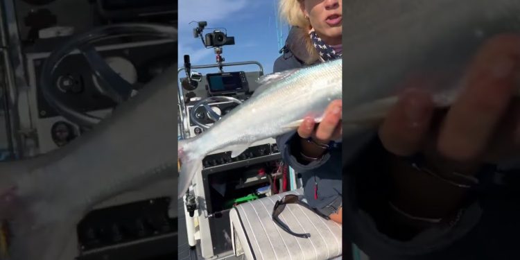 This Fish is the Fisherman’s Best Friend!