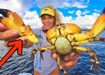 BREAKING Claws Off! Florida STONE CRABS How To First Pull of the Season!