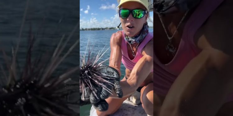Do NOT Step On This! Deadly Sea Urchin
