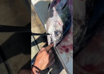 How To Tuna Cheeks!   The BEST Part to Eat