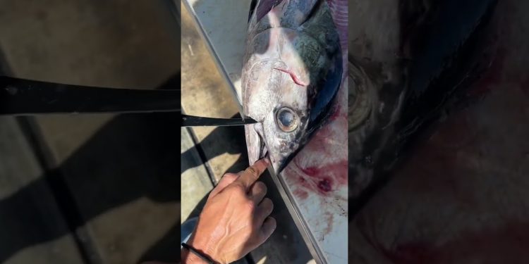 How To Tuna Cheeks! The BEST Part to Eat