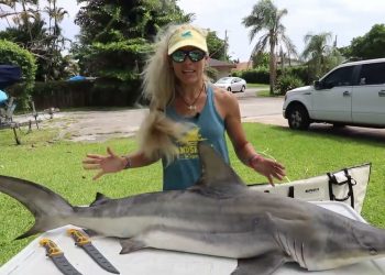 How to Fillet A Shark