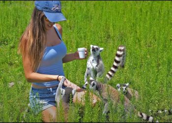 LEMUR Kayak Adventure | SAFARI Wilderness