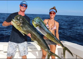 OFFSHORE FISHING for DOLPHIN