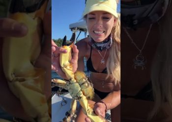 Stone Crabbing 101: Parts of a Crab!