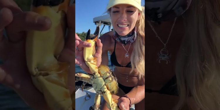 Stone Crabbing 101: Parts of a Crab!