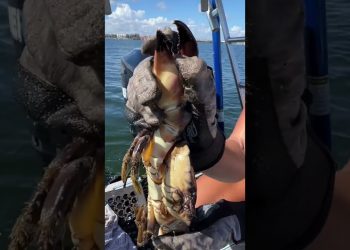 Stone Crabbing 101: Taking Off a Claw!