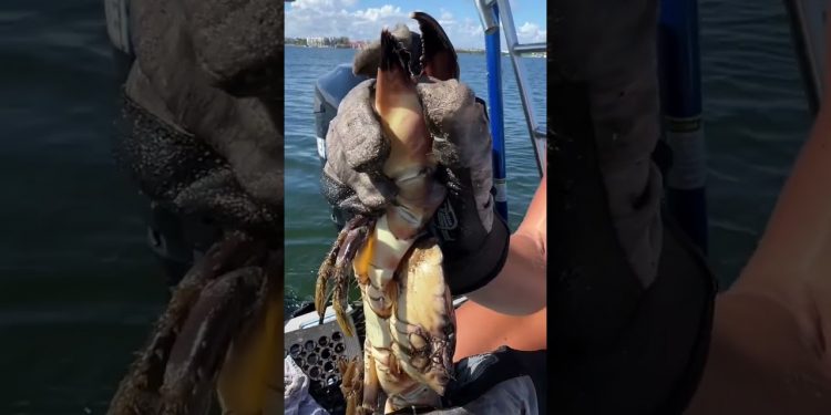 Stone Crabbing 101: Taking Off a Claw!