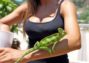 Veiled CHAMELEON feeding 4K