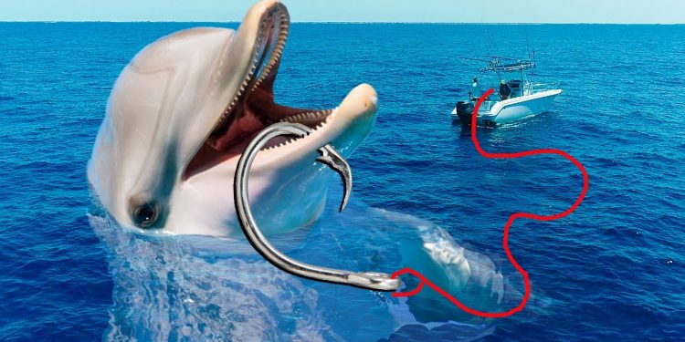 Hooked A DOLPHIN! Massive Catches Florida Offshore Fishing