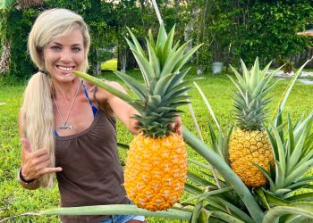 How To Grow GIANT Pineapples at Home Fast & Easy in Containers