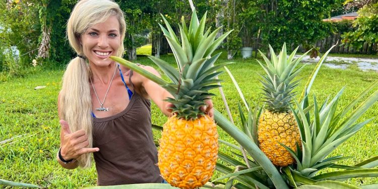 How To Grow GIANT Pineapples at Home Fast & Easy in Containers