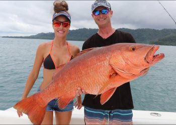 MONSTER Cubera Snapper and Roosters of Costa Rica