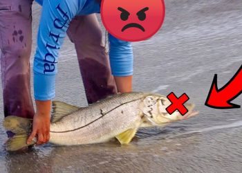 Boyfriend Confronts Reckless Man Killing Big Breeder Fish