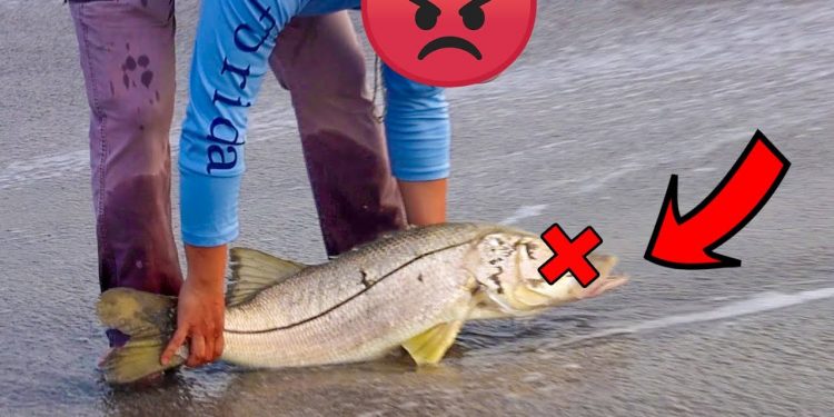 Boyfriend Confronts Reckless Man Killing Big Breeder Fish