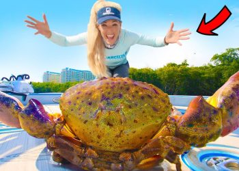 Giant Stone Crab Barehanded Catch & Cook