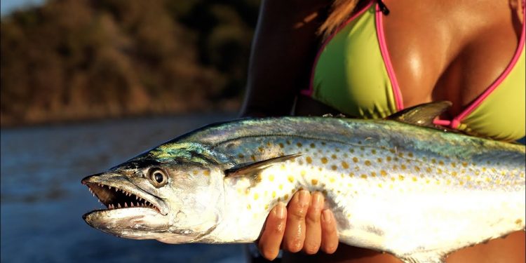 MACKEREL Fishing in the Pacific