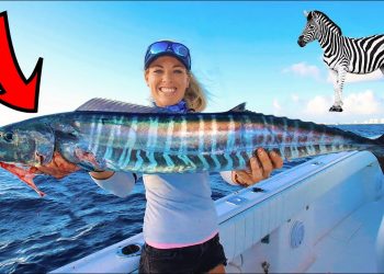ZEBRA Fish! Offshore Bucket List Fishing (Hillsboro Lighthouse, FL)