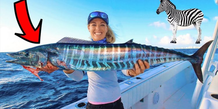 ZEBRA Fish! Offshore Bucket List Fishing (Hillsboro Lighthouse, FL)