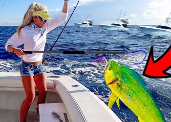 Florida MAHI MAHI Fishing on 4 Yachts for Beer!