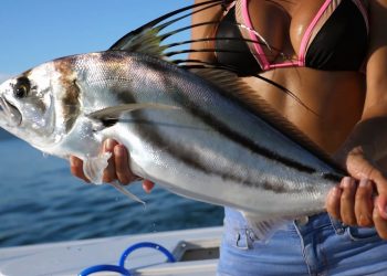 Roosterfish in El Salvador | Casa del Golfo