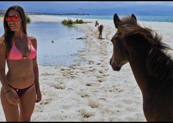 WILD horses in Mexico