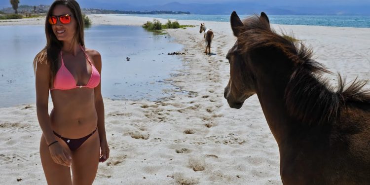 WILD horses in Mexico