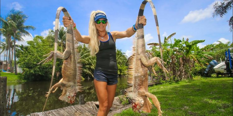 Giant INVASIVE IGUANA Hunting in my BACKYARD! Catch Clean Cook!