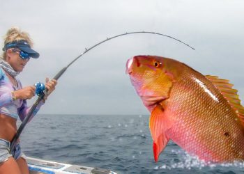 Giant SNAPPER FISHING! Catch Clean Cook Mutton Snapper!